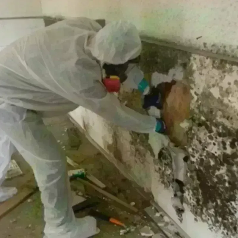 Mold Remediation and Removal in Ballplay, AL